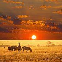 9-piece-acrylic-print-seregenti-national-park