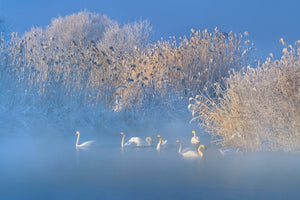 framedposter-print-blue-swan-lake
