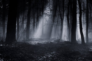 framedposter-print-capela-forest