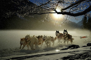3-piece-aluminium-print-huskies
