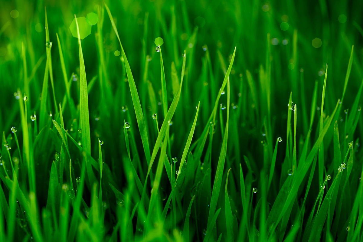modern-3-piece-canvas-print-grass-with-morning-dew