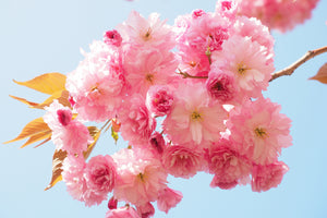 framedcanvas-print-the-cherry-blossoms
