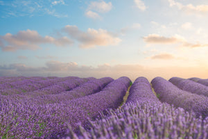 modern-3-piece-canvas-print-the-blooming-lavender-field