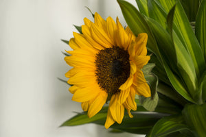 3-piece-aluminium-print-beautiful-sunflower