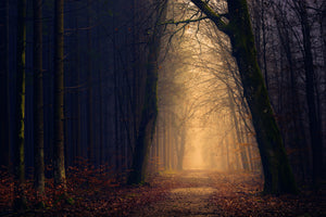 poster-print-evening-mood-in-the-forest