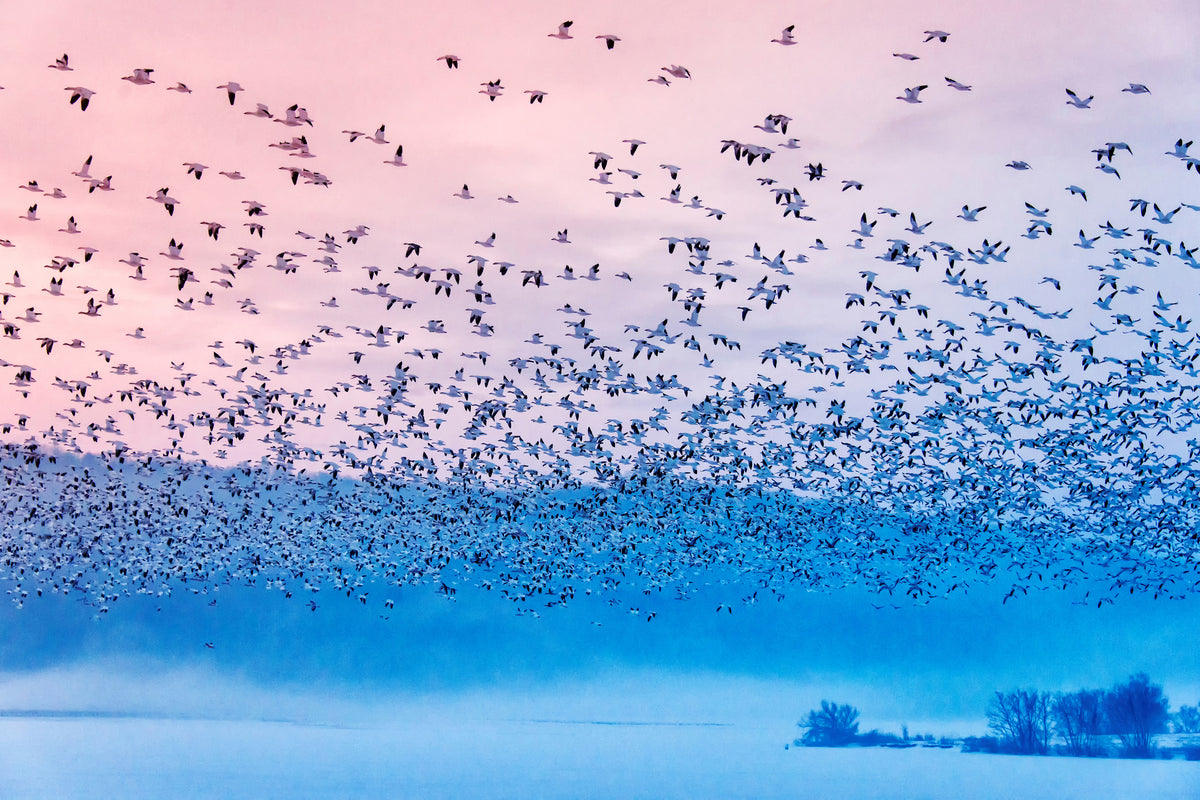 3-piece-canvas-print-flying-in-the-fogging-morning