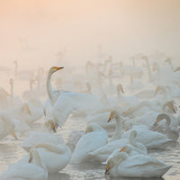 poster-print-song-of-the-morning-light