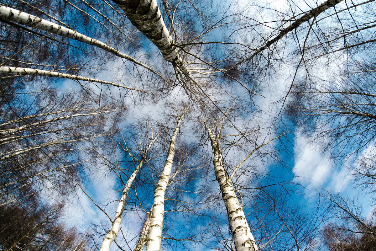 aluminium-print-birch-crowns