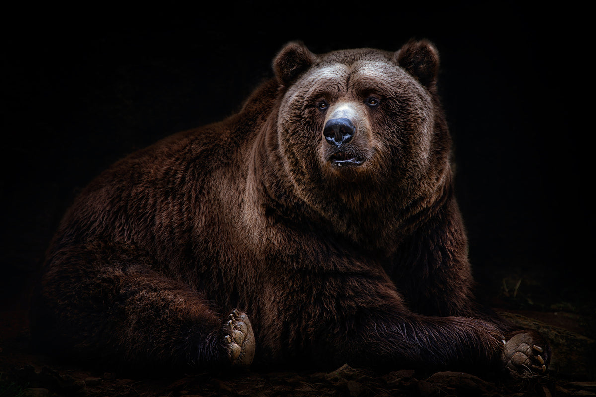 canvas-print-bear-portrait-xav