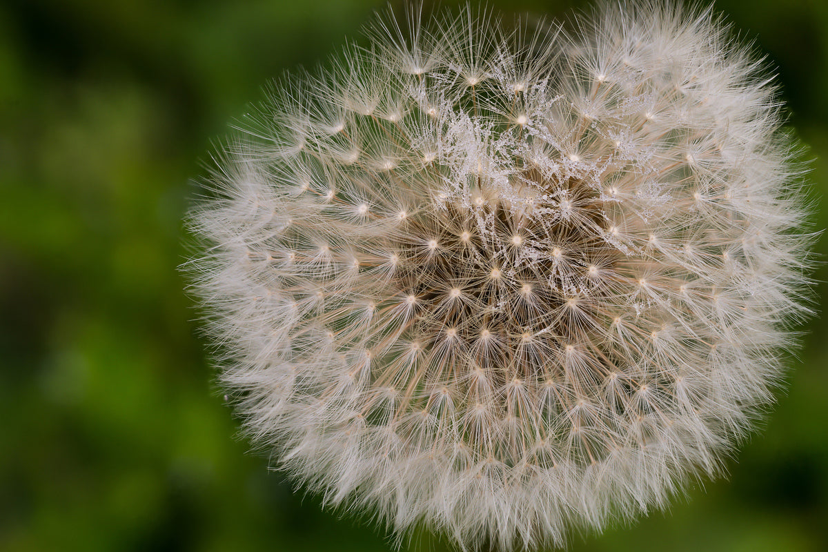 aluminium-print-the-dandelion-in-nature