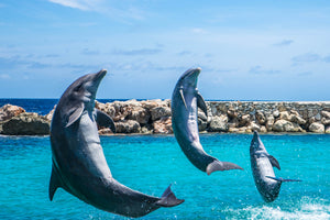 3-piece-canvas-print-3-dolphins