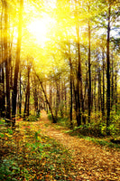 canvas-print-woodland-walk-in-the-autumn-sun