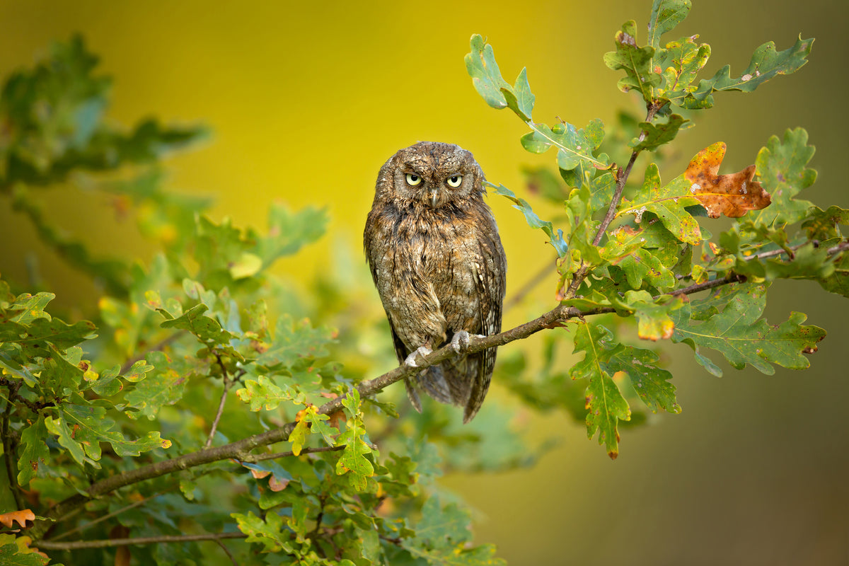 aluminium-print-eurasian-scops-owl-x