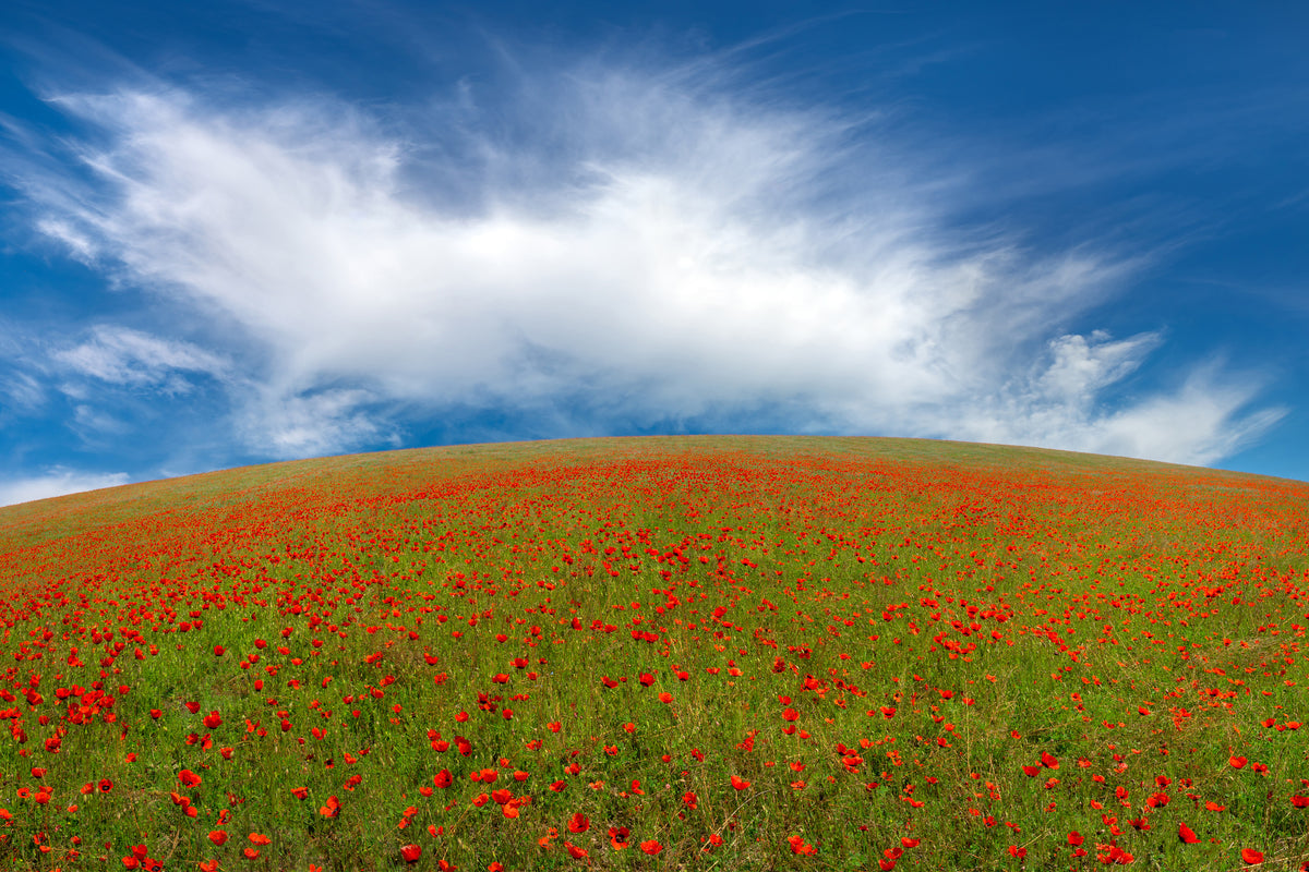 modern-3-piece-acrylic-print-red-poppies