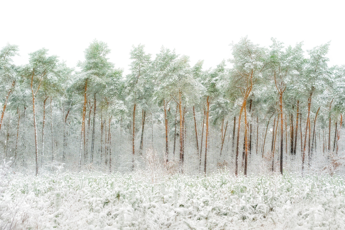 3-piece-aluminium-print-snow-world