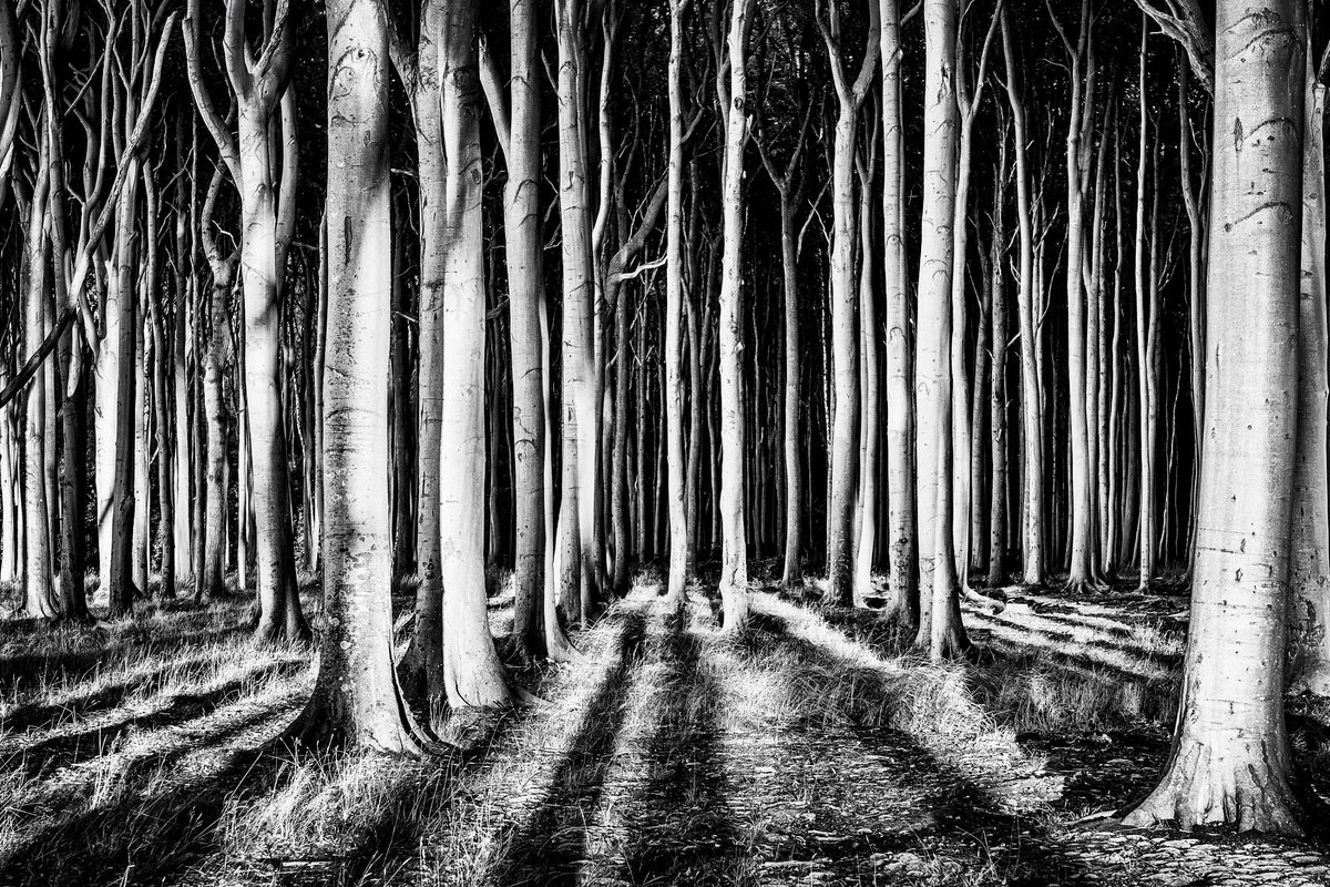 modern-3-piece-canvas-print-ghost-forest