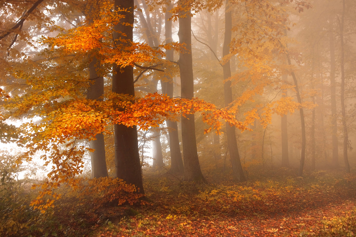 aluminium-print-edge-of-the-woods