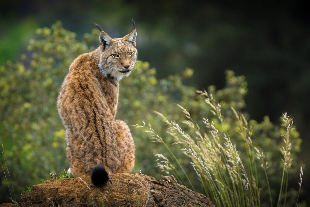 canvas-print-wild-look-x