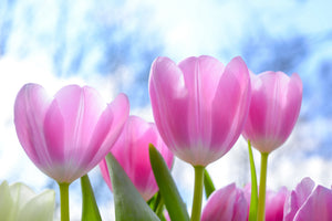 modern-3-piece-canvas-print-tulips-in-nature