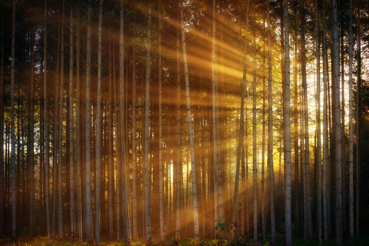 3-piece-aluminium-print-trees-in-sunbeams
