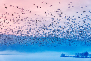 poster-print-flying-in-the-fogging-morning