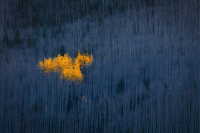 poster-print-heart-of-aspens