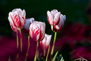 modern-3-piece-acrylic-print-the-beauty-of-the-tulips