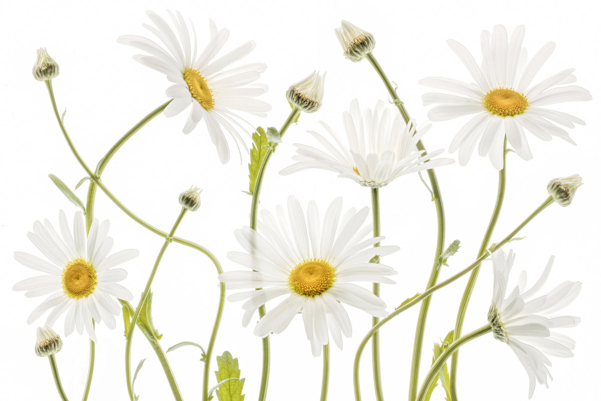 framedcanvas-print-ox-eye-daisies