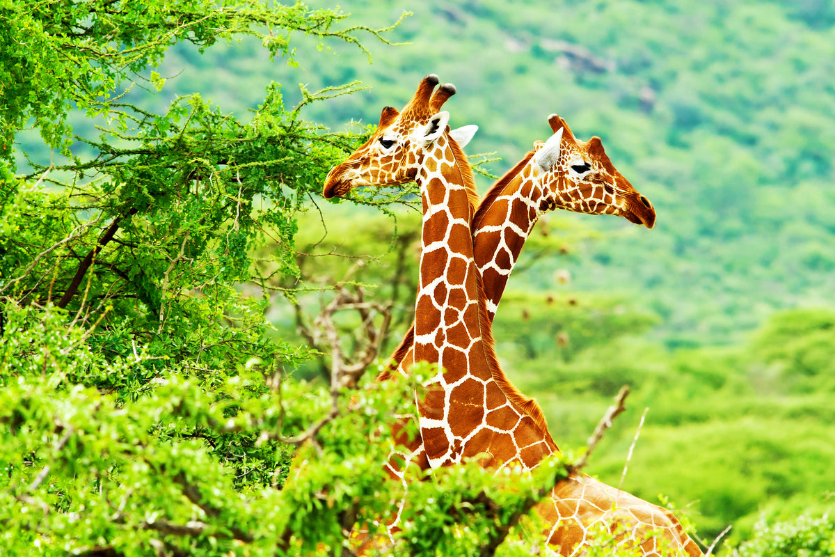 3-piece-acrylic-print-giraffes-love