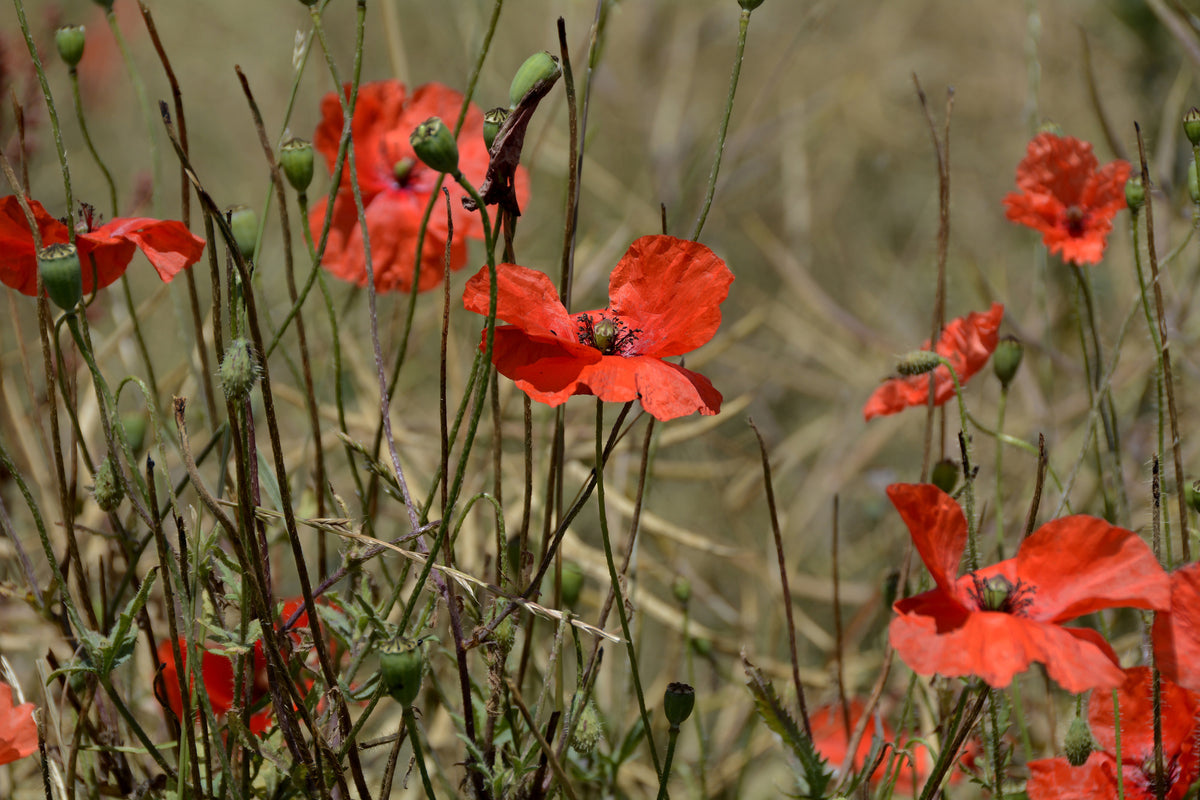 poster-print-the-poppy-in-nature