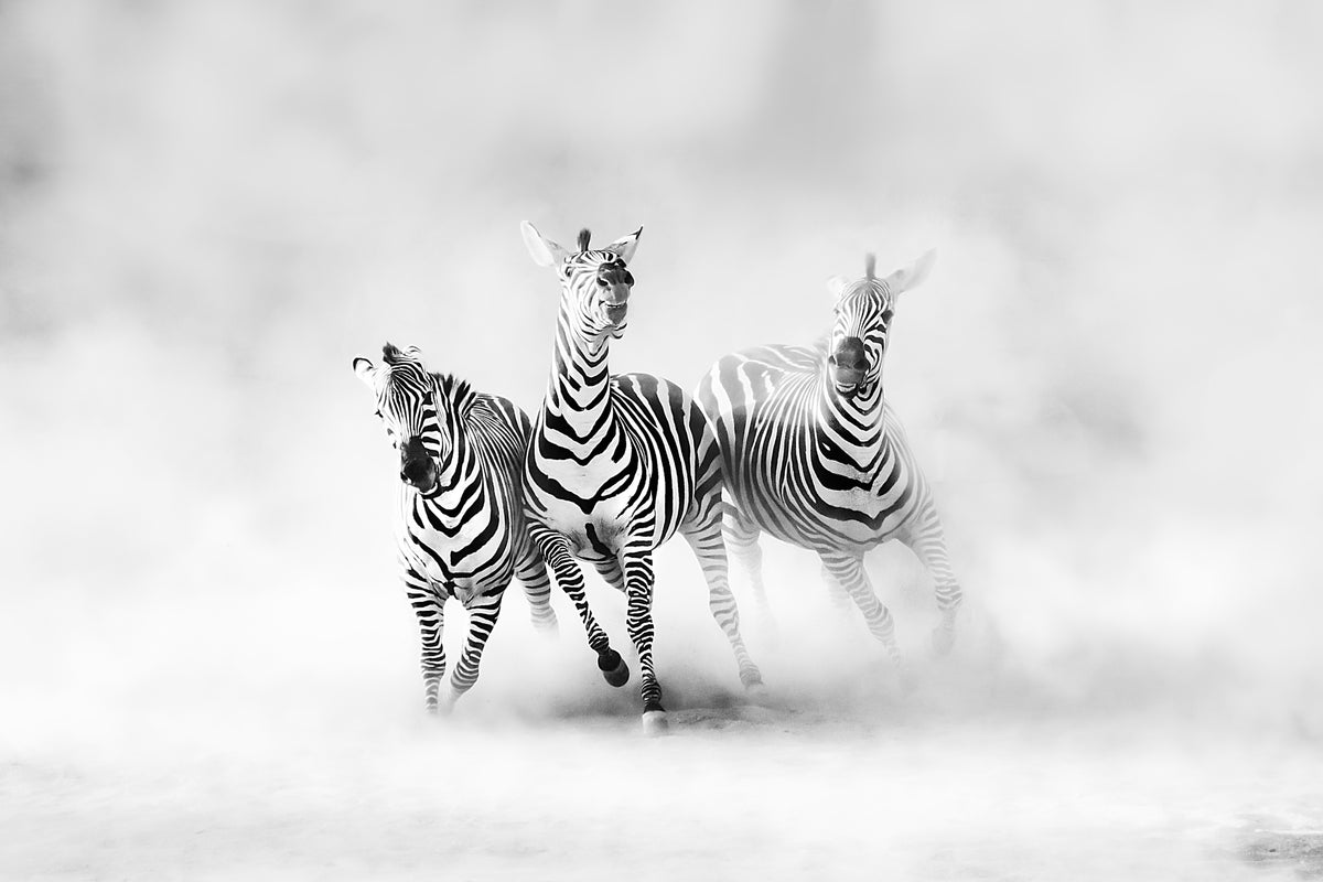 framedcanvas-print-zebras