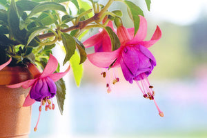 3-piece-canvas-print-the-fuchsias