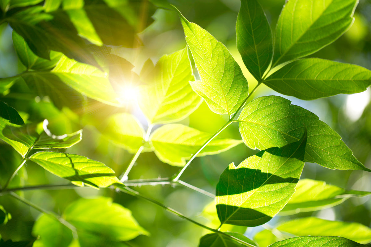 aluminium-print-go-green