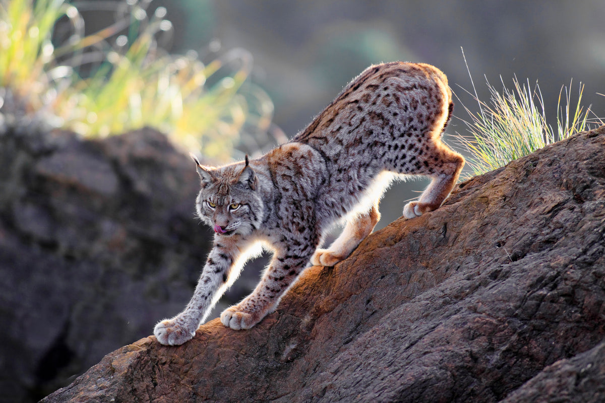 acrylic-print-lynx-at-sunset-x