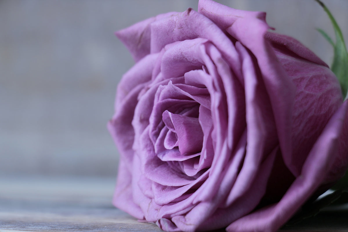 acrylic-print-rose-in-purple-xxl
