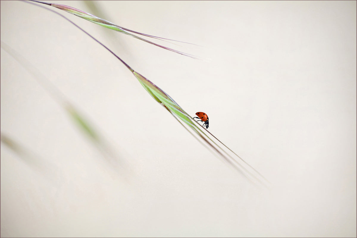 3-piece-aluminium-print-ladybug