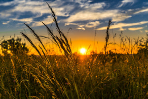 framedcanvas-print-the-sunset-on-the-field