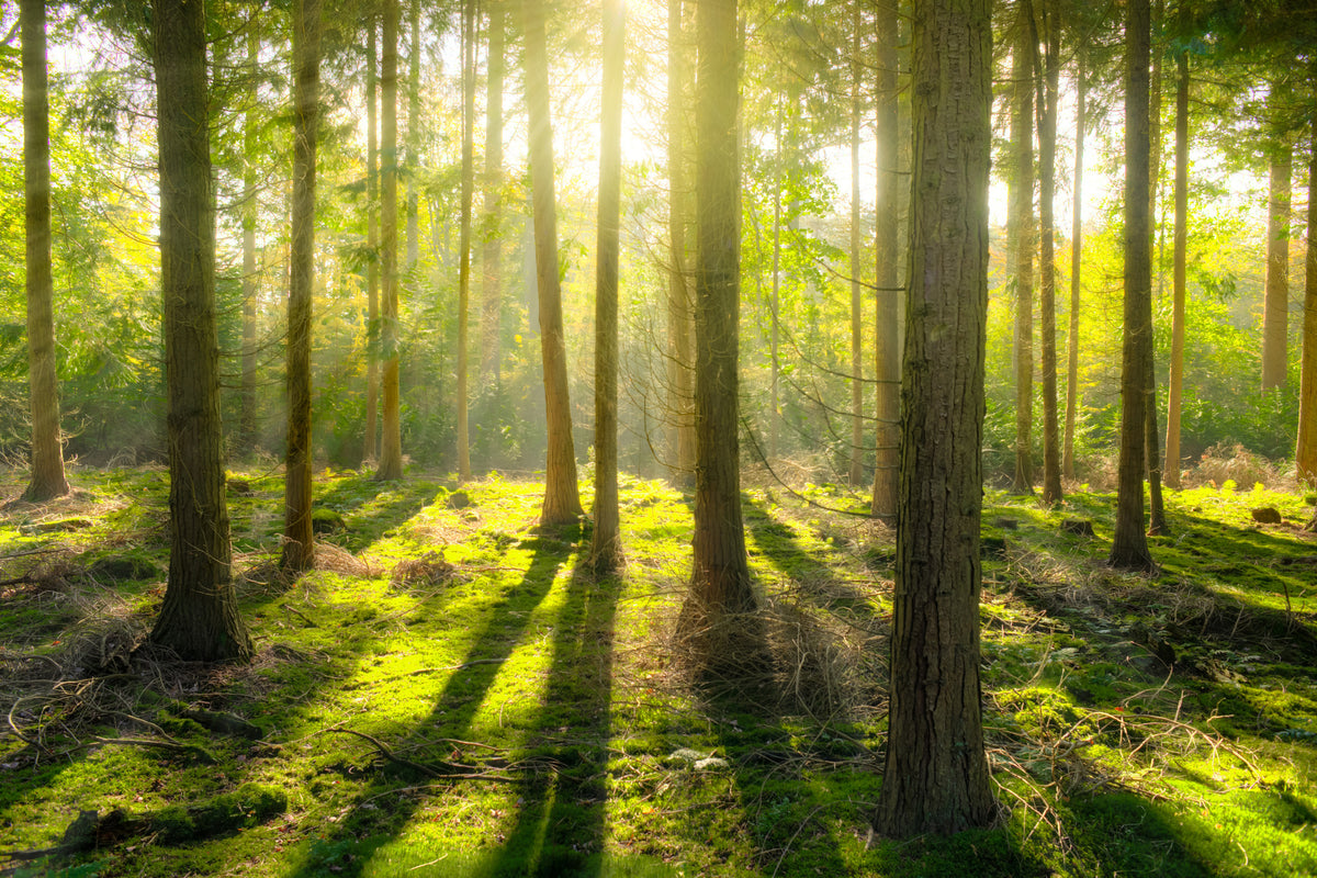 canvas-print-in-the-middle-of-the-woods