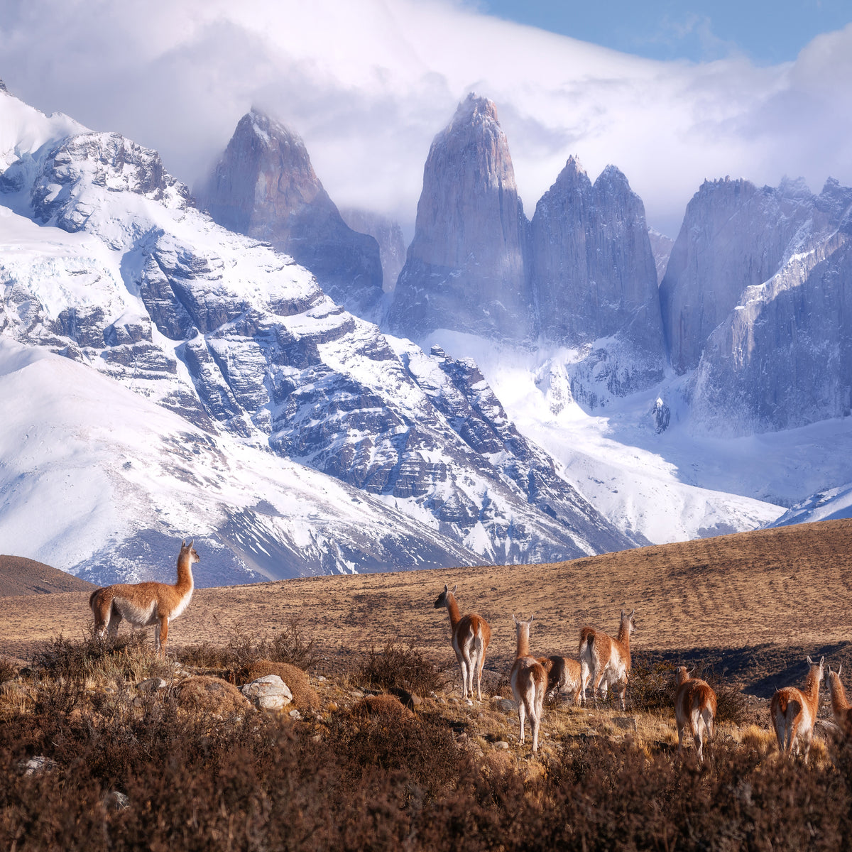canvas-print-guanakos-in-patagonia-x