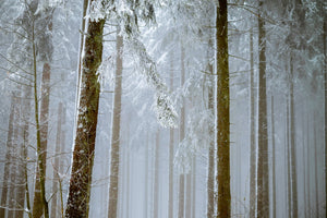 canvas-print-forest-in-winter