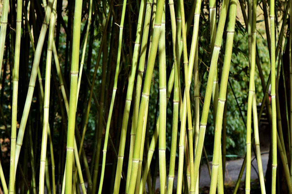 acrylic-print-fresh-bamboo