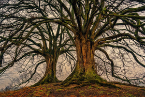 framedcanvas-print-ghostly-trees