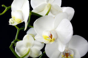 acrylic-print-orchid-close-up