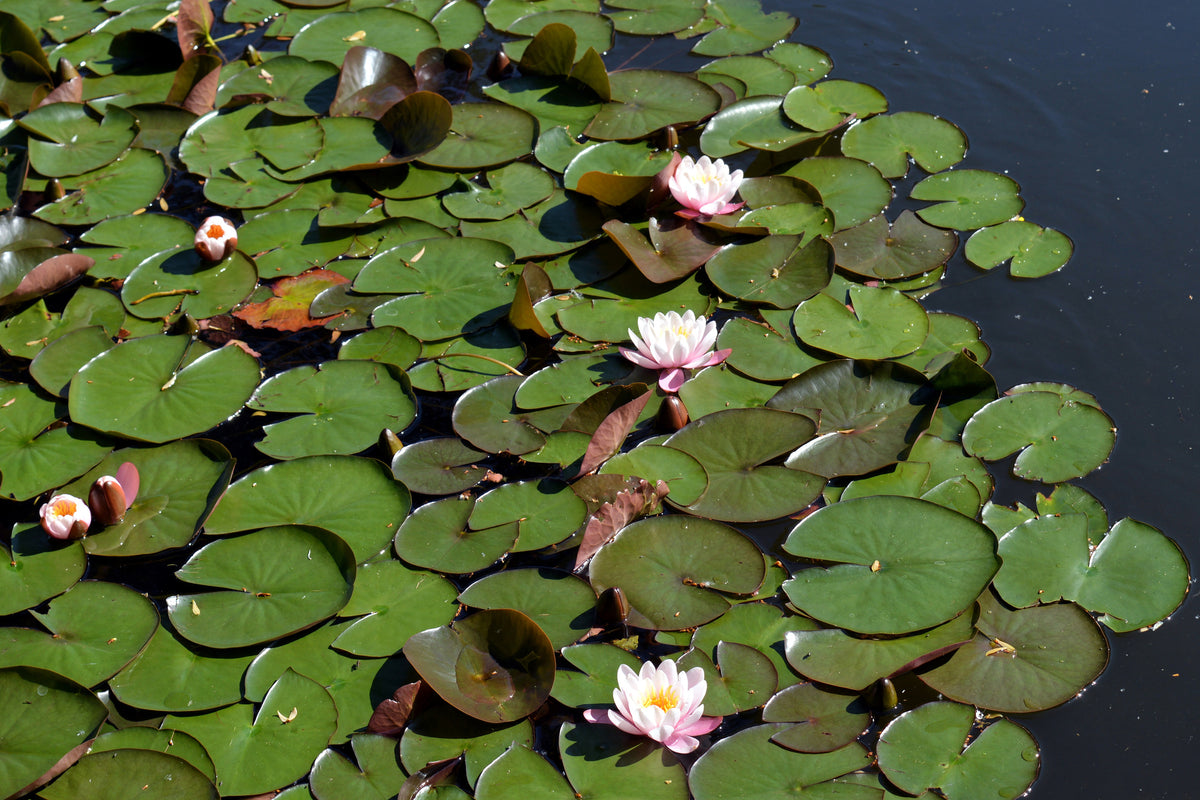 aluminium-print-white-water-lilies-in-the-pond