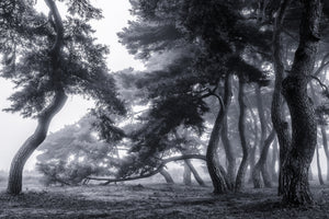 acrylic-print-pine-trees-dancing-in-the-fog-x