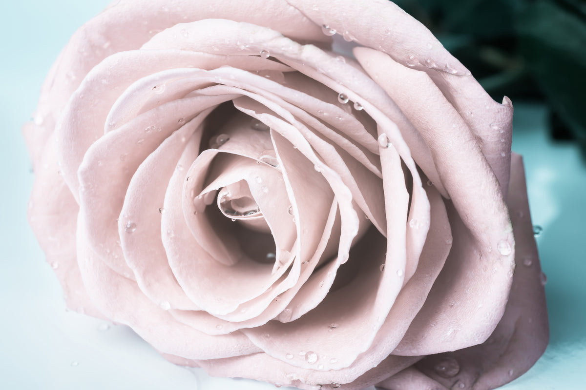 3-piece-canvas-print-pastel-rose