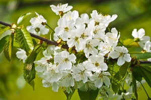 modern-3-piece-canvas-print-white-flowers-in-xl