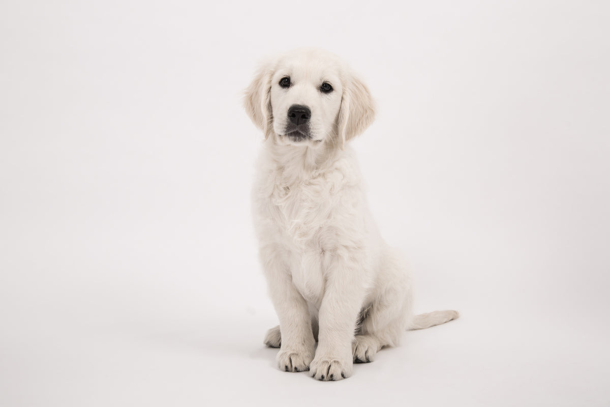 poster-print-sweet-golden-retriever-puppy