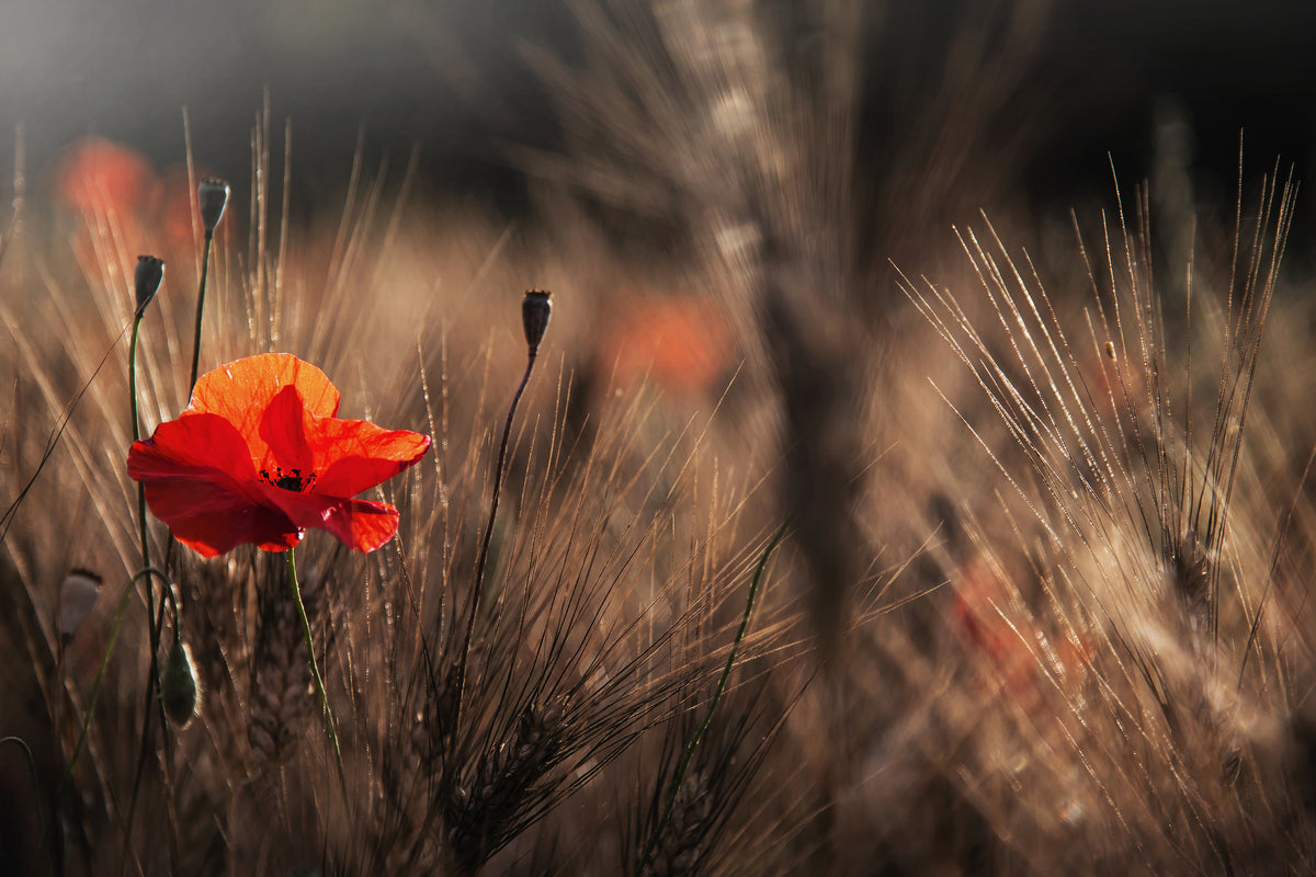 aluminium-print-poppy-with-corn-x