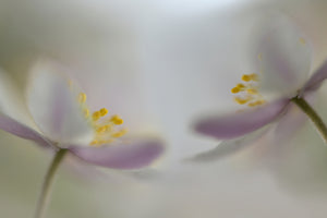 acrylic-print-soft-whispering